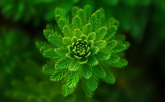 Green Powerhouse Juices for Detoxification and Energy